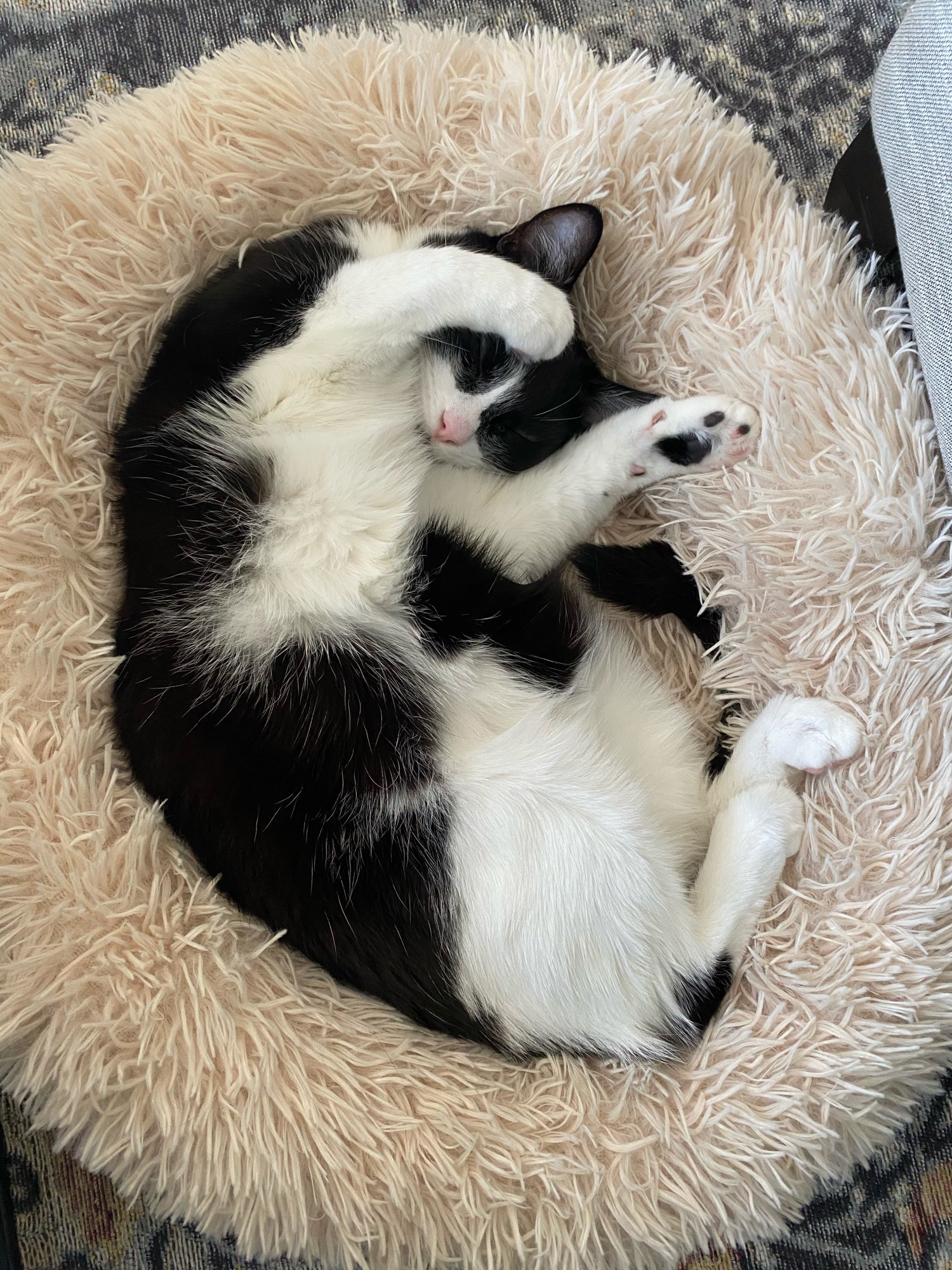 Coussin peluche pour animaux de compagnie, accessoire de maison, lit pour grands chiens, chat, labrador, tapis super doux