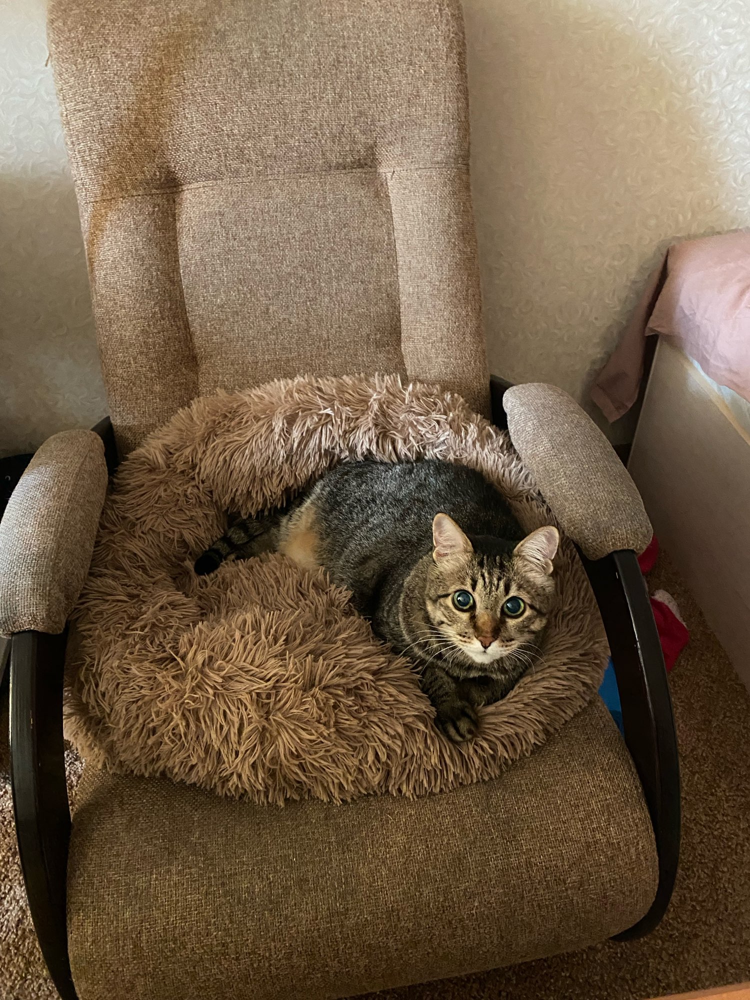 Coussin peluche pour animaux de compagnie, accessoire de maison, lit pour grands chiens, chat, labrador, tapis super doux