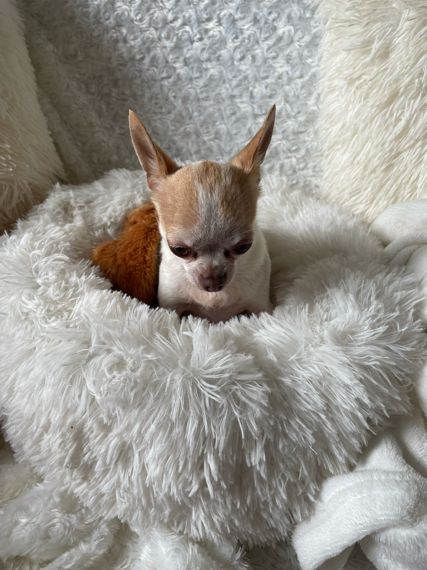 Coussin peluche pour animaux de compagnie, accessoire de maison, lit pour grands chiens, chat, labrador, tapis super doux